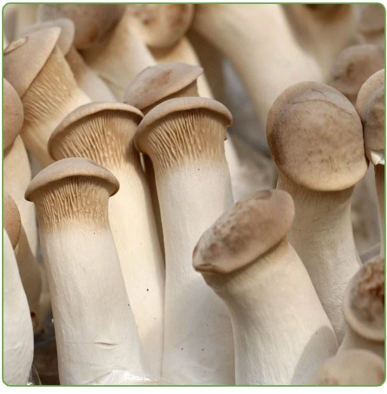 Fresh king oyster mushroom in brine in drums