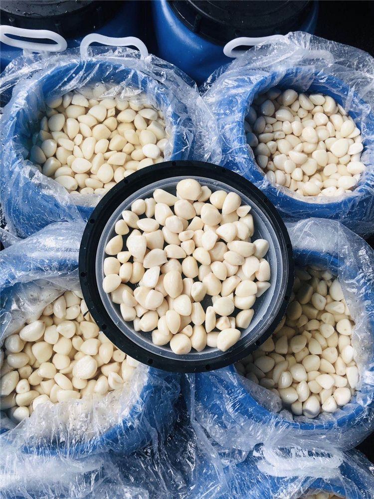 Brined white garlic in drums