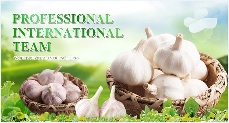 Fresh garlic in brine in drums