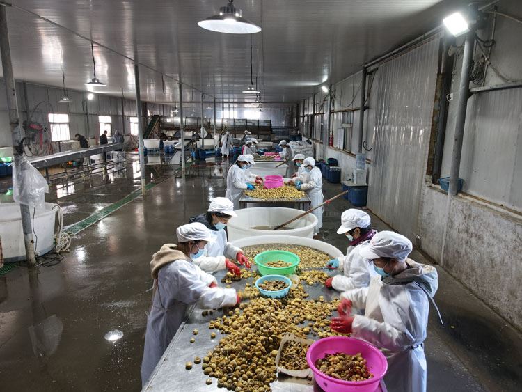 factory whole button mushroom in brine in drums