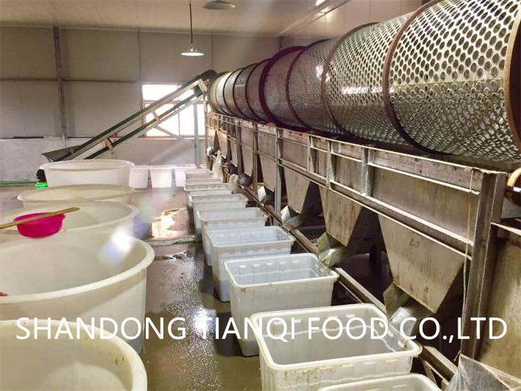 Factory vinegar mushroom in drums