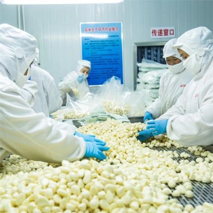 Factory peeled garlic cloves in brine in drums