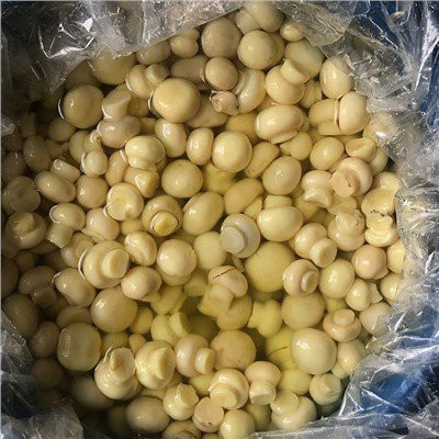 Hel knapsvamp i saltlage i trommer