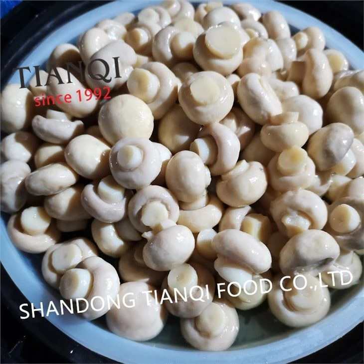 Fresh champignon mushrooms in big drums