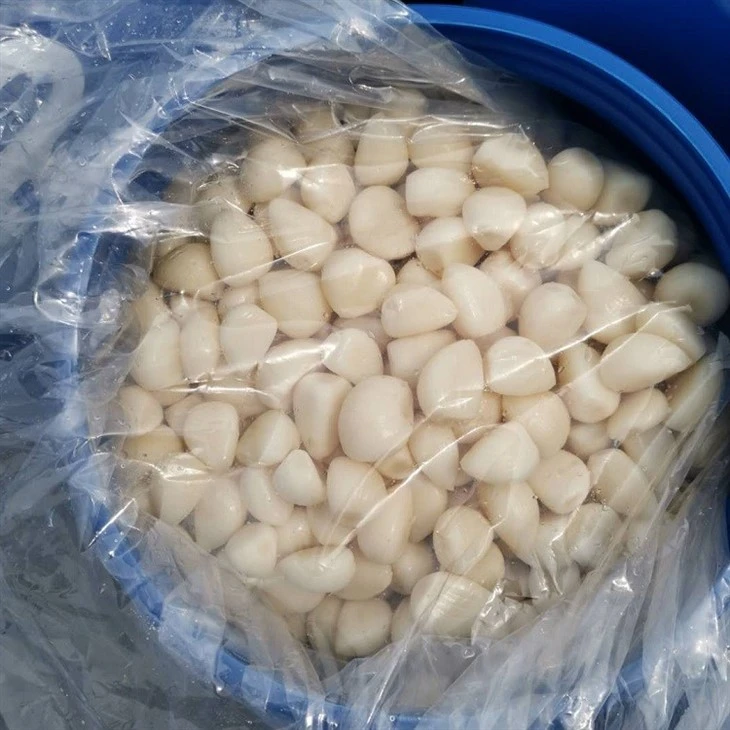 2023 New Crop White Garlic Cloves in Brine in Drums