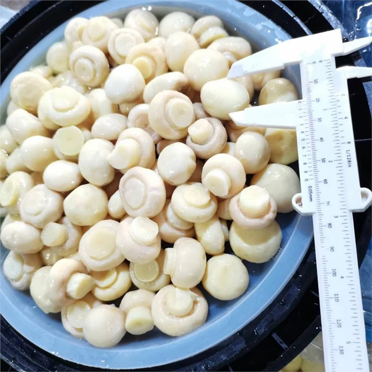 Hot sælgende hvid champignon svamp i saltlage i tromler